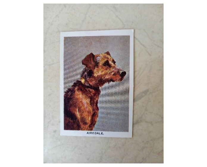 Jacobs Picture Cards From History - No 4-Airedale Advertising Dog Biscuits Circa Early 1900s