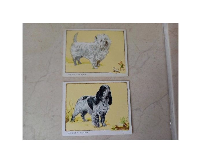 Gallaher Cigarette Cards - Dogs Series-The Cairn Terrier (No 4) + Cocker Sp