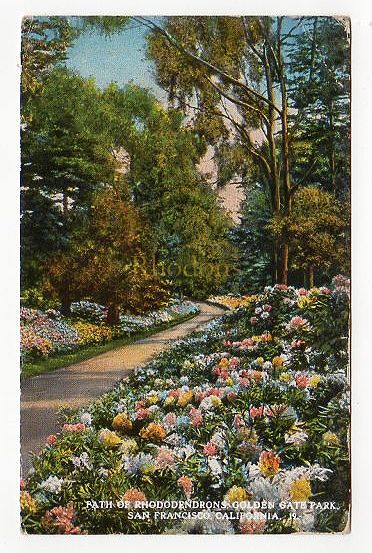 Path Of Rhododendrons, Golden Gate Park, San Francisco, California USA - Circa 1930s Postcard