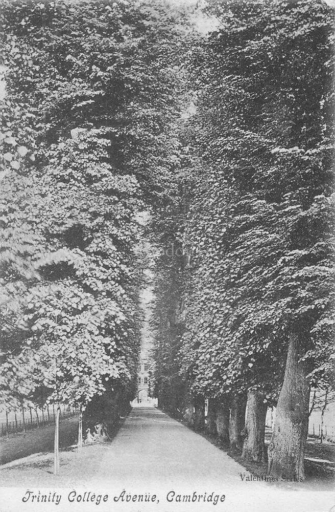 Trinity College Avenue Cambridge-Early 1900s Valentines Series Postcard
