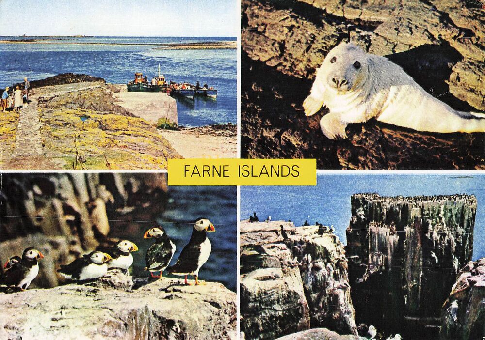 The Farne Islands Northumberland -J Arthur Dixon Multiview Postcard