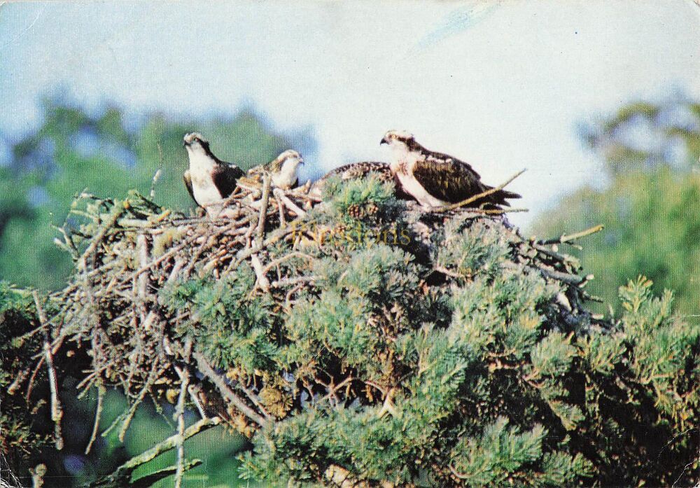 Bird Postcards - Osprey Family-J A Dixon Colour Photo Postcard