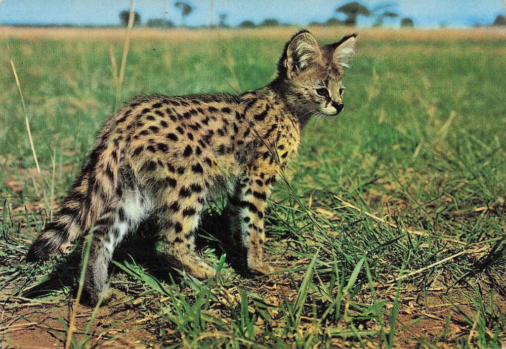 Serval Cat-East African Wild Life Photo Postcard