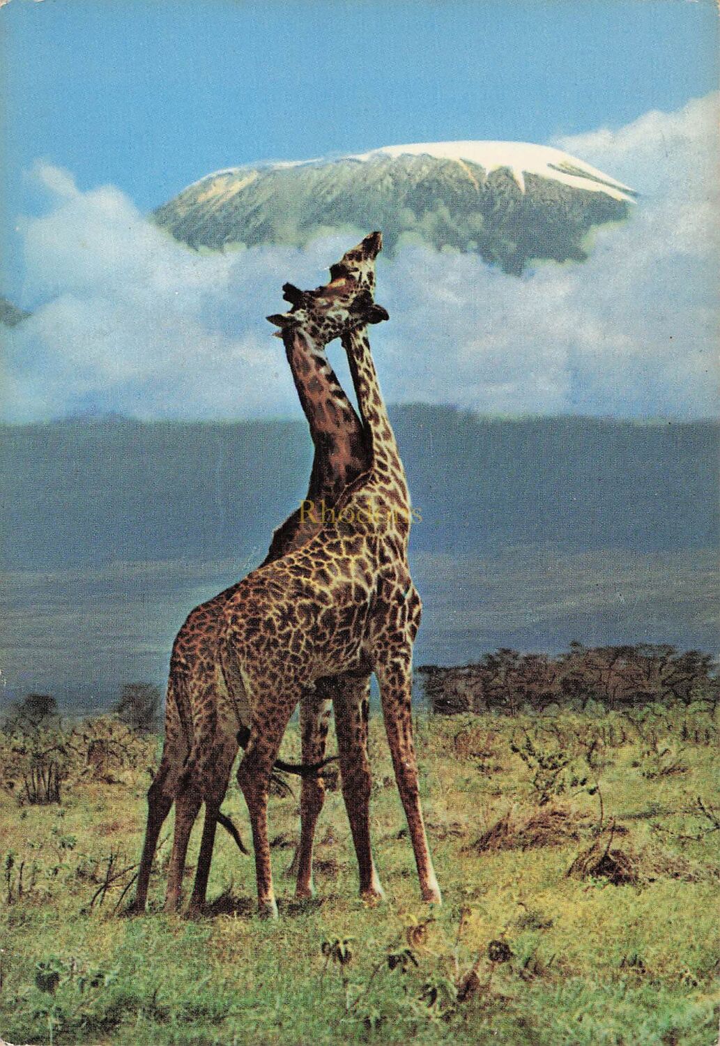 Animal Postcards-Giraffes-East African Wild Life Photo Postcard