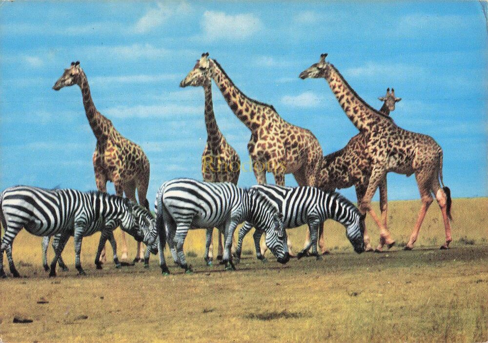 Zebra and Giraffe-East African Wild Life Photo Postcard