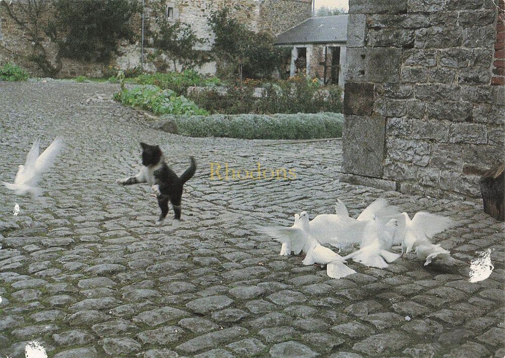 Kitten and Doves-1980s Photo Postcard