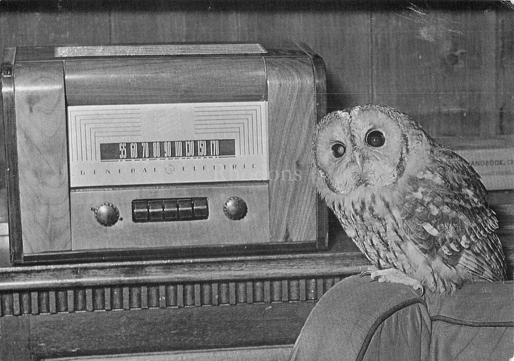 Tawny Owl (Strix Alucio)-Addicted to the BBC-Photo Postcard