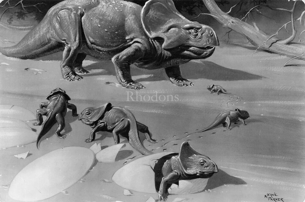 Protceratops Plant Eating Dinosaur-British Museum (Natural History) Art Postcard