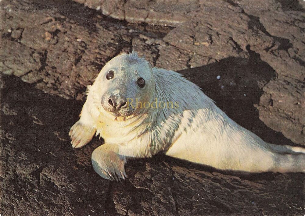 Young Seal - J Arthur Dixon Colour Photo Postcard