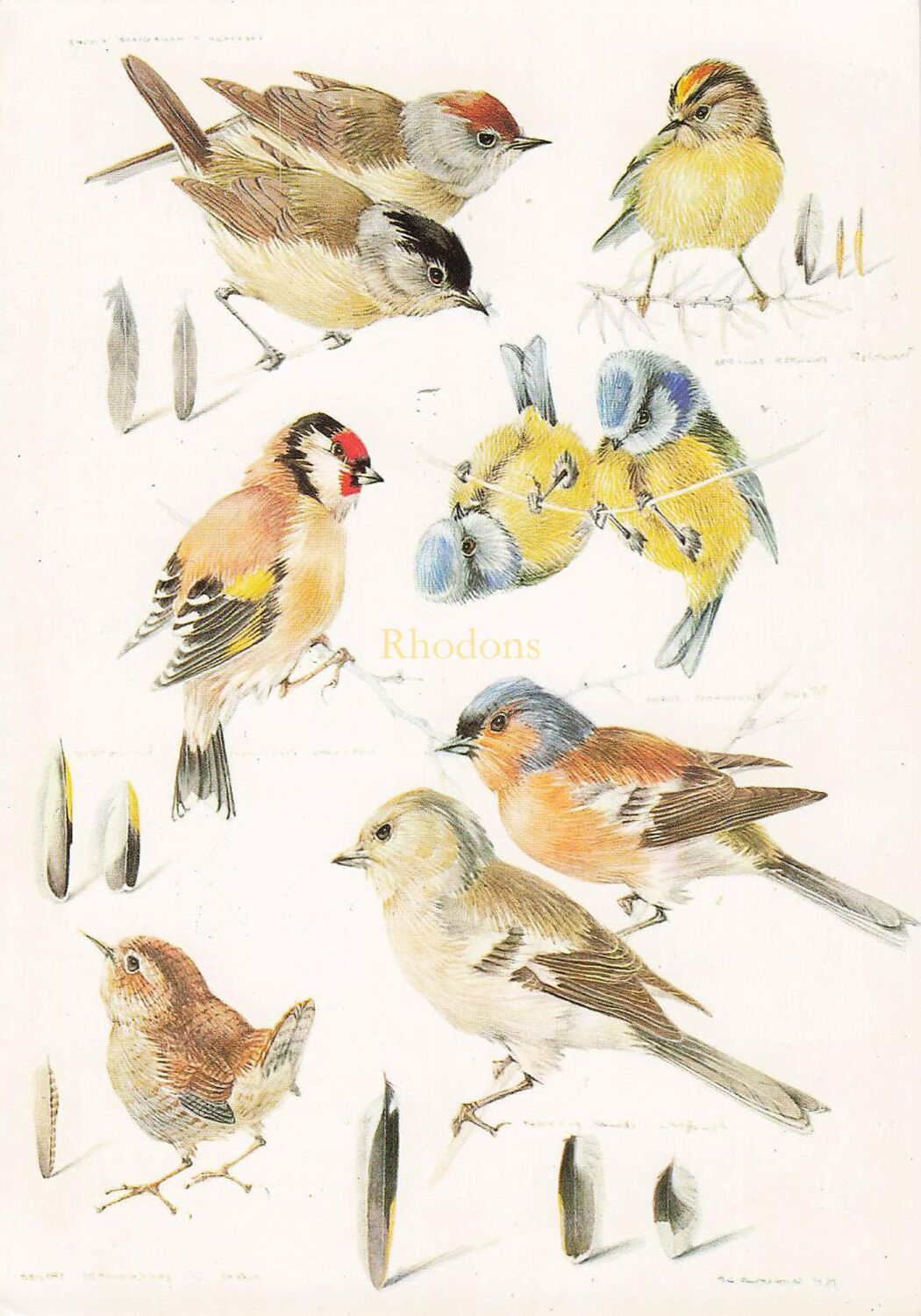 Garden Birds By Mildred Eldridge-Medici Society Postcard