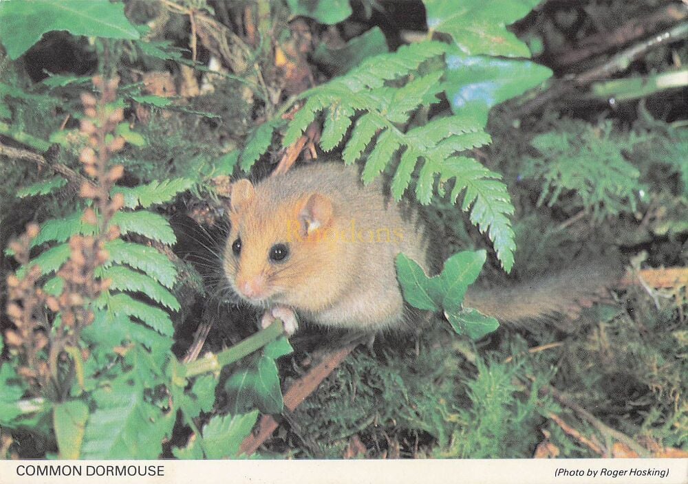 Common Doormouse (Muscardinus Avellanarius)-Circa 1980s Colour Photo Postcard