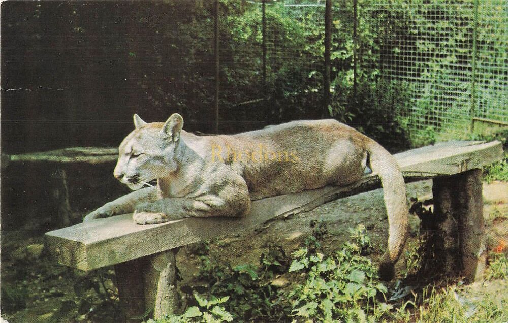 Puma, Colchester Zoo-Circa 1980s Colour Photo Postcard