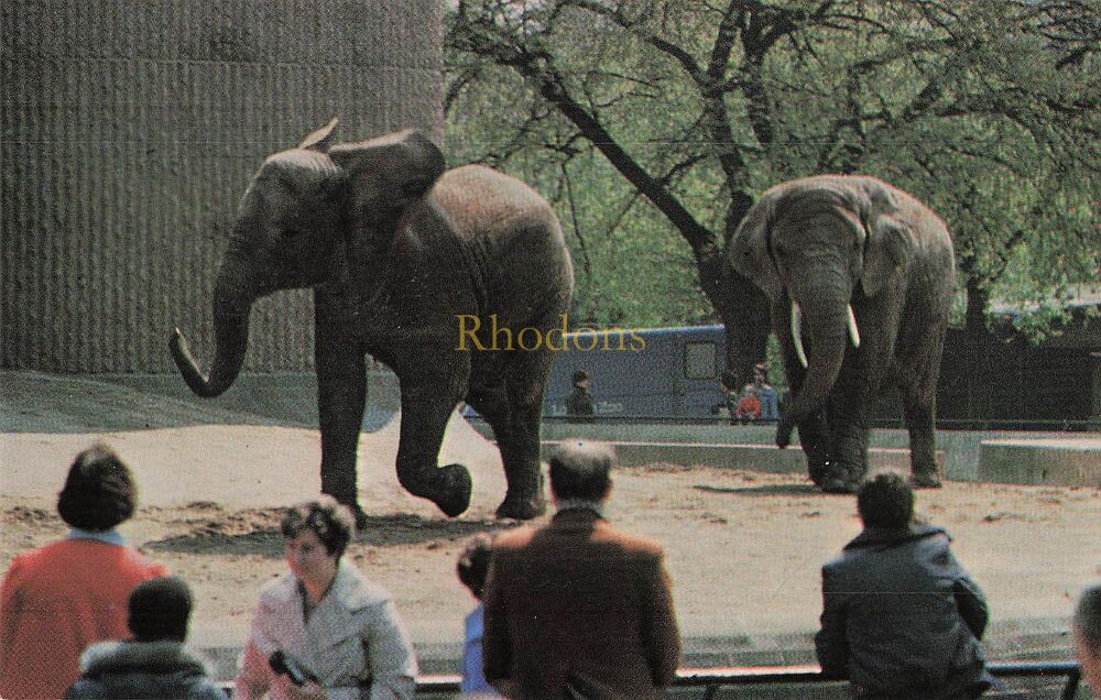 African Elephants-Zoological Society of London Colour Photo Postcard