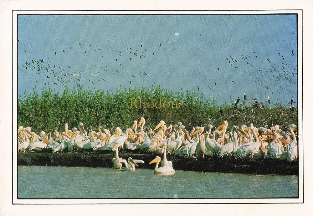 Bird Postcards - Birds of Paradise, The Djoudj, Gambia Colour Photo Postcar