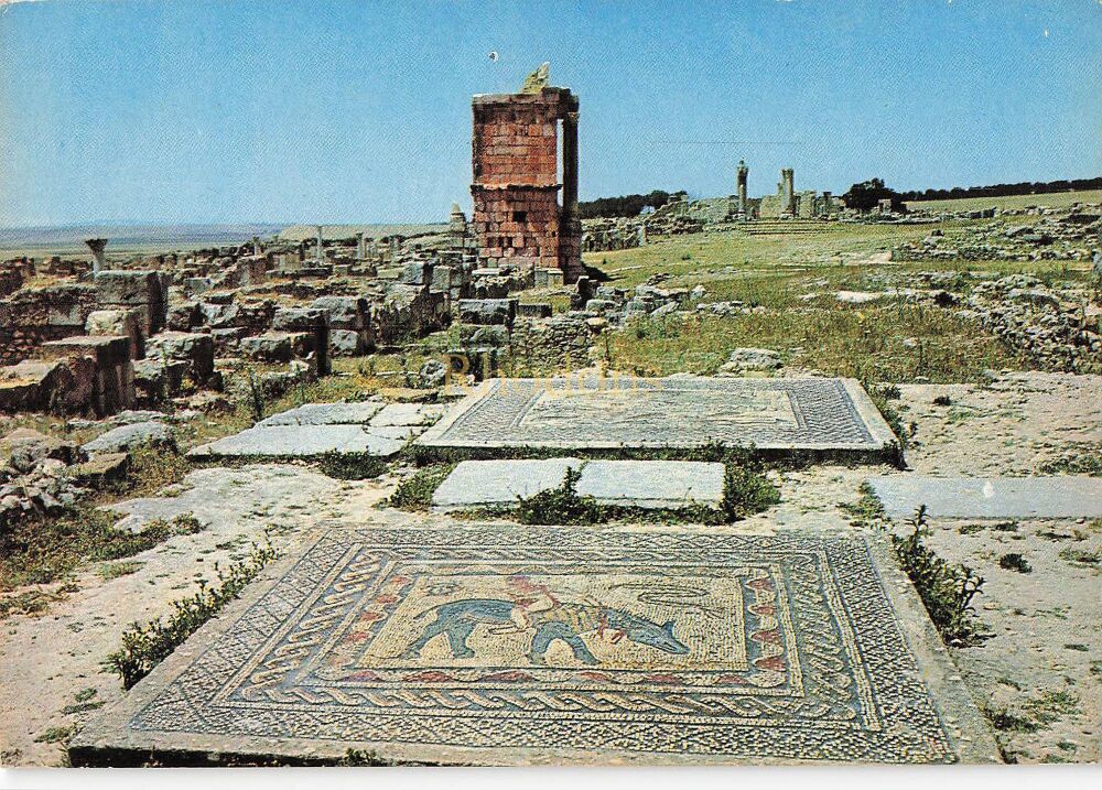 Volubilis - Orpheus House Mosaics - Colour Photo Postcard