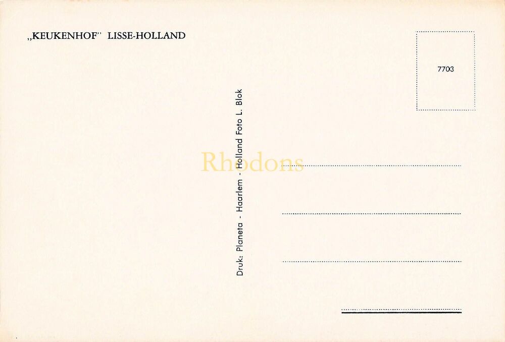 Keukenhof Lisse Holland - Swans and Tulips - Photo Postcard
