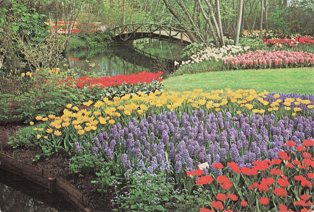 Keukenhof Lisse Holland - Tulips (#3) - Photo Postcard