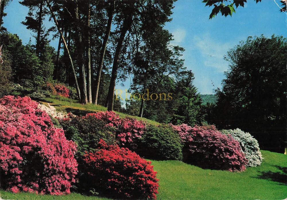 Bellagio, Lake Como, Italy - Flowering Azaleas - Gardens of Villa Melzi Photo Postcard