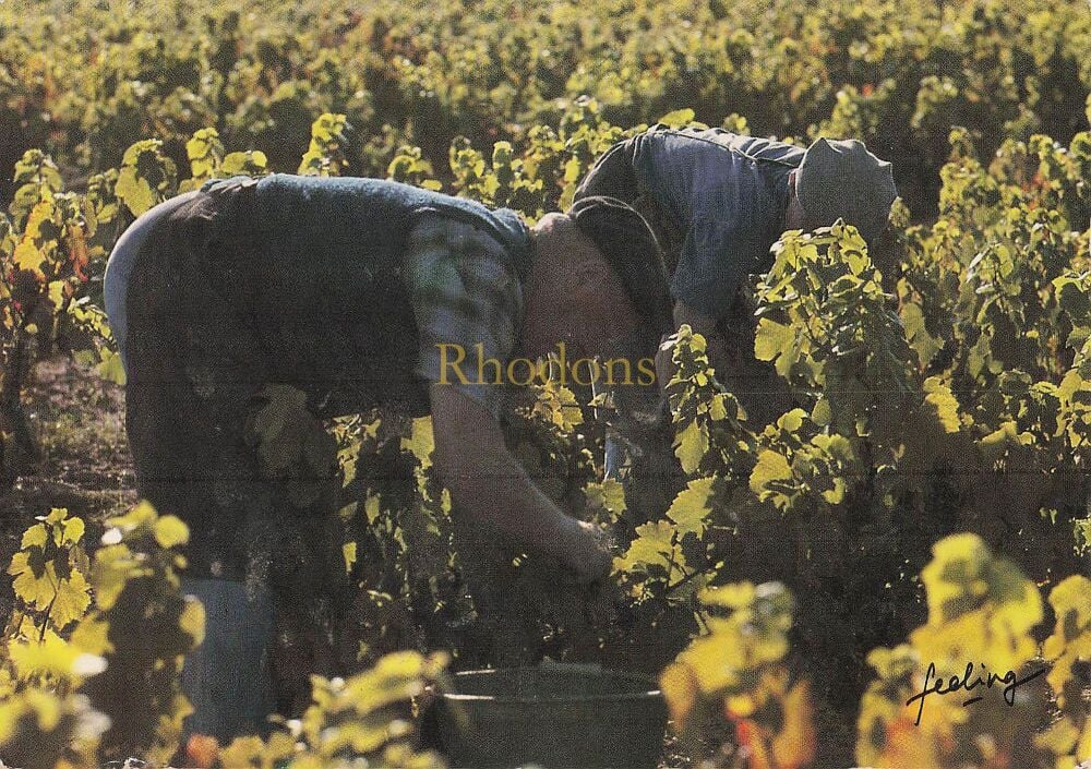 Vendanges - Grape Harvest France - 1980s Photo Postcard