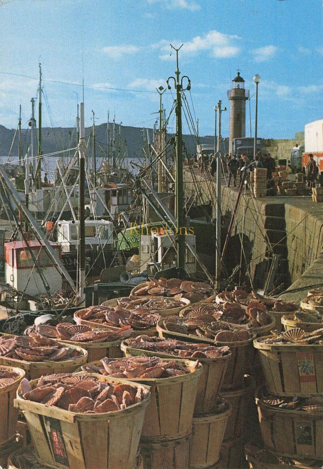 St Quay Portrieux, France - Fishing Boats and Scallops Catch - 1980s Photo 