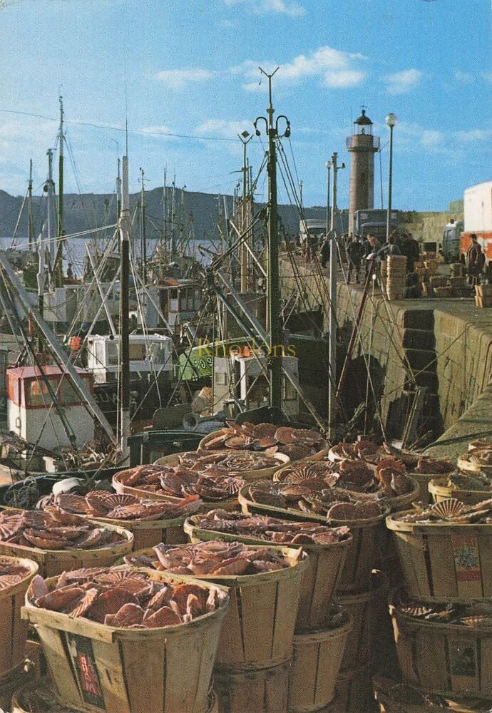 St Quay Portrieux, France - Fishing Boats and Scallops Catch - 1980s Photo Postcard