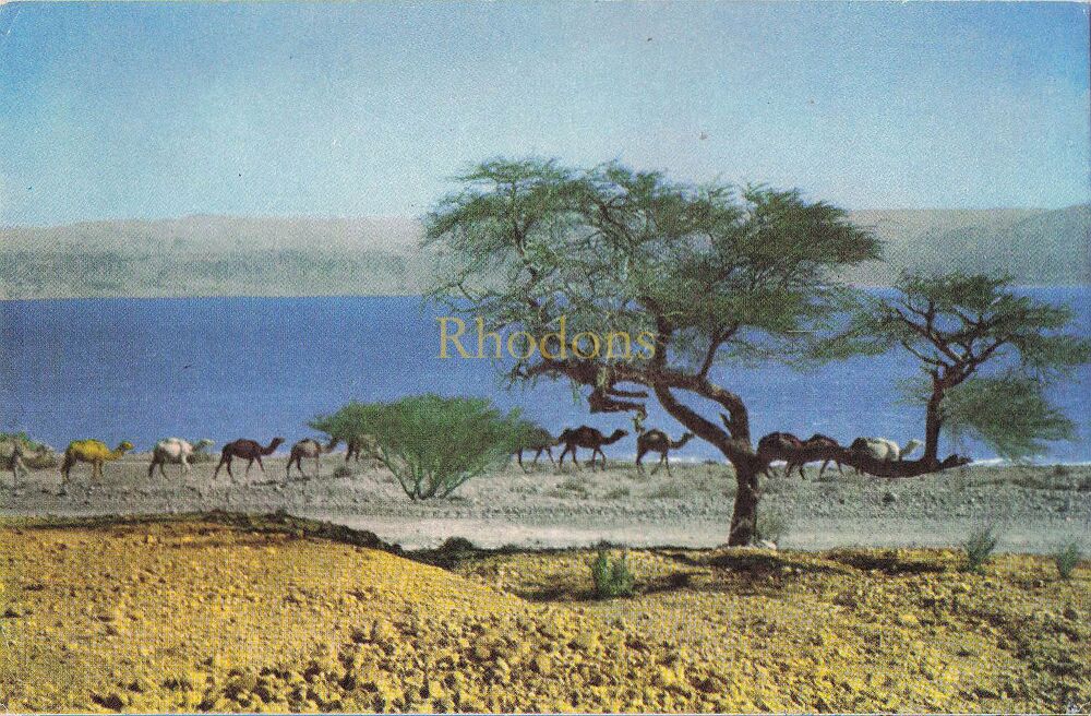 The Dead Sea, Israel-Caravan of Camels-Colour Photo View Postcard