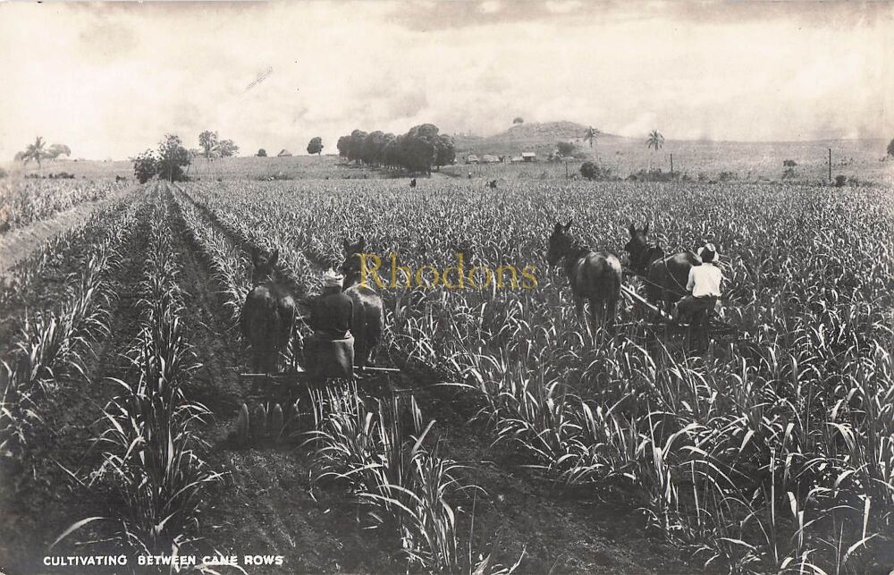 Fiji Islands Postcard-Cultivating Between Cane Rows-Circa 1930s Real Bromide Photo