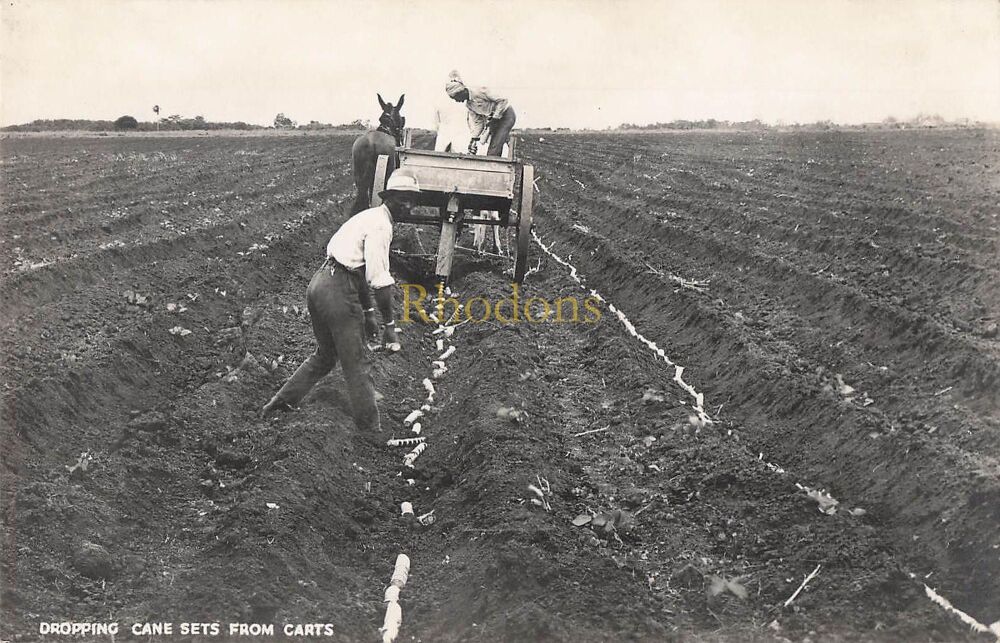 Fiji Islands Postcard-Dropping Cane Sets Fom Carts-Circa 1930s Real Bromide