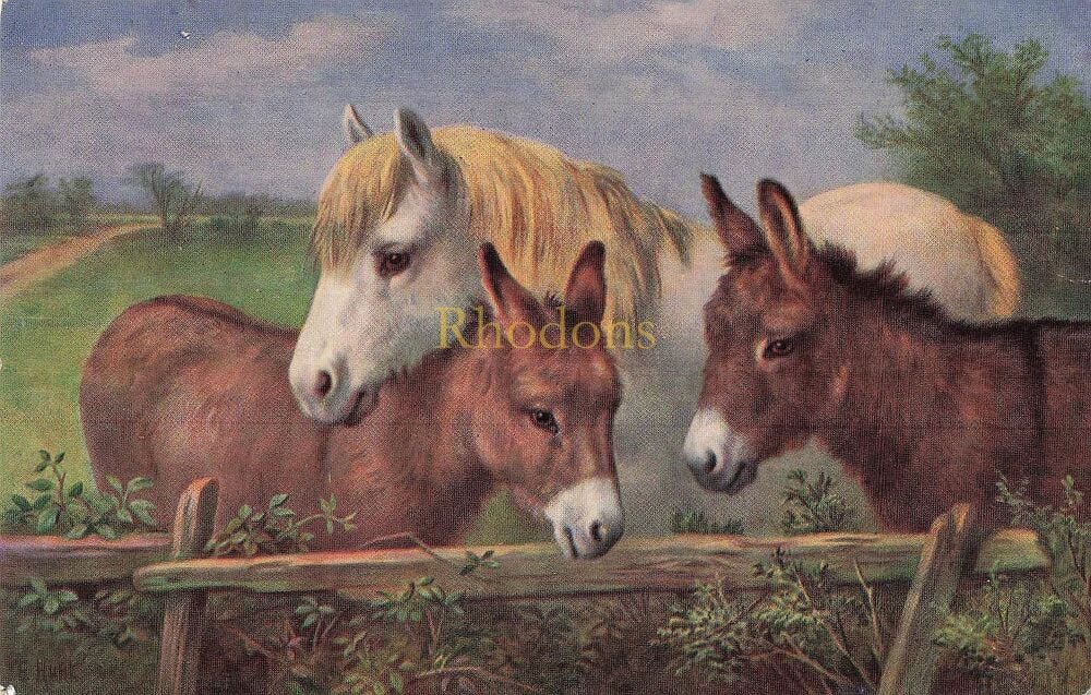 Animal Postcard-Donkeys- J Salmon Colour Printed Card