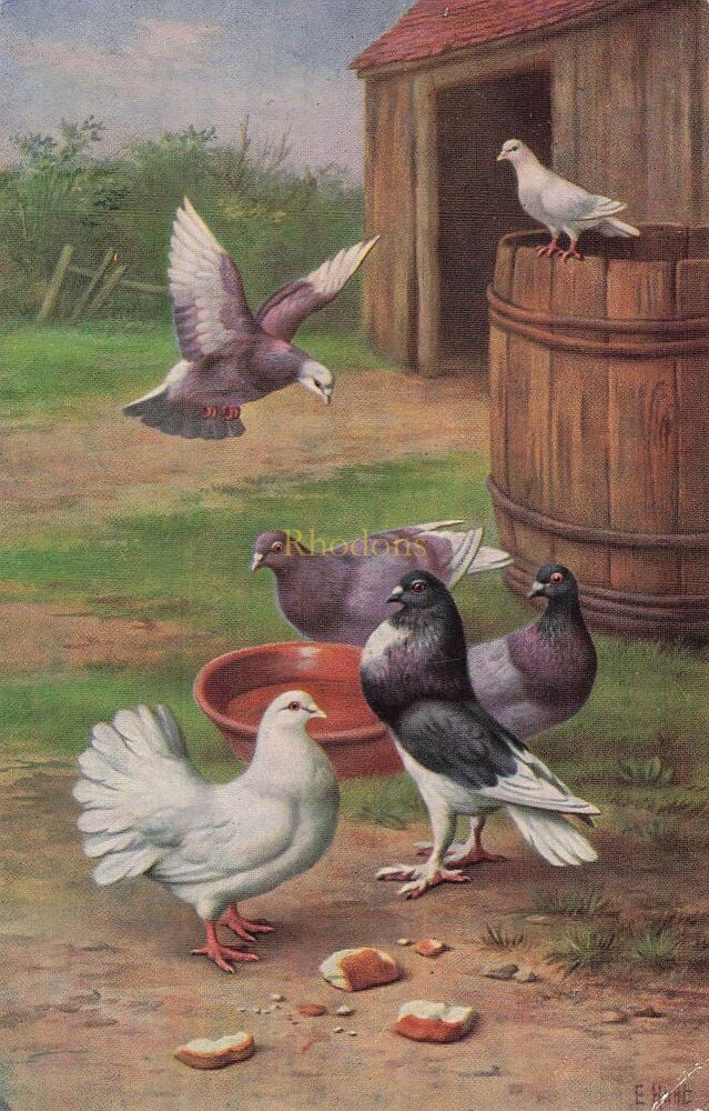 Animals and Birds Postcards-Pigeons and Chicken-J Salmon Colour Printed Card