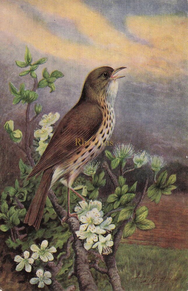 Animals and Birds Postcard-Song Thrush-J Salmon Colour Printed Card