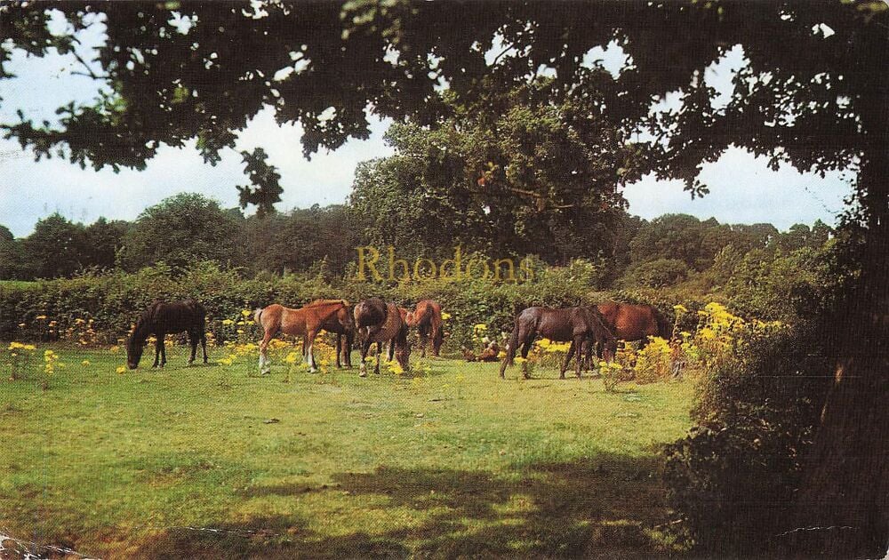 Animals and Birds Postcard-New Forest Ponies-1960s Colour Printed Card