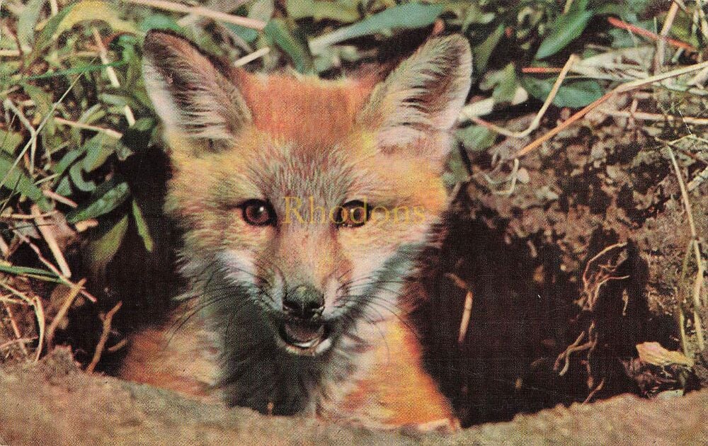 Animals and Birds Postcard-New Forest Fox Cub-1960s Salmon Colour PC