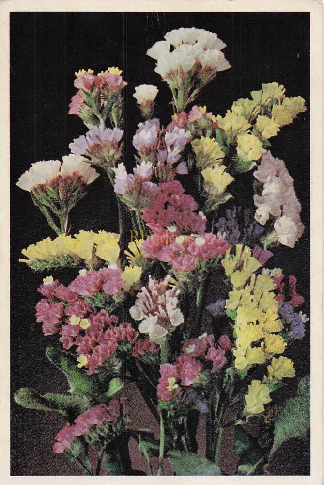 Flowers-Statice (Limonium Sinuatum)-Vintage J Arthur Dixon, Isle of Wight Postcard