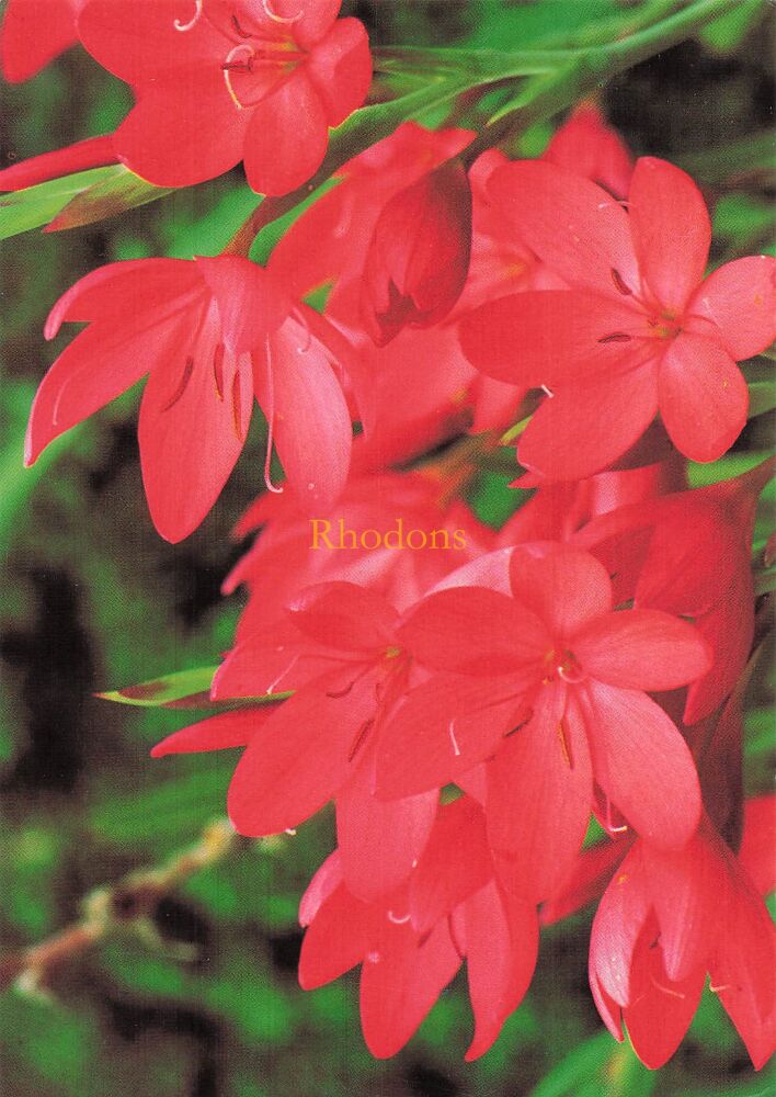 Summer Bulbs Postcard - Schizostylis Coccinea - Gardeners World Magazine