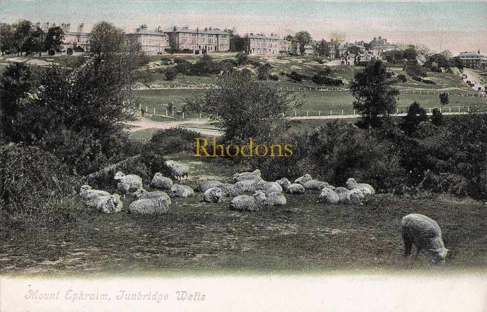 Kent Postcard-Mount Ephraim, Tunbridge Wells-Early 1900s Valentines Series