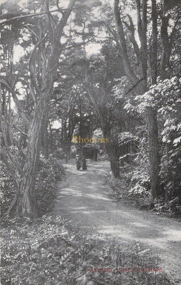 Norfolk Postcard-Sheringham Woods-Edwardian Era-Jarrolds Series