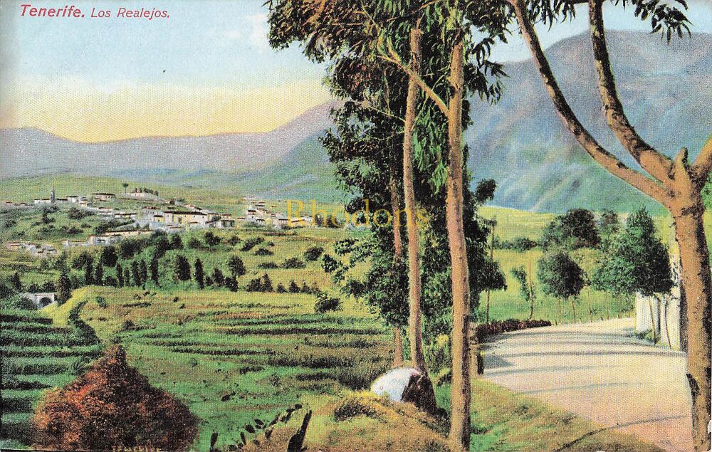 Spain, Canary Islands Postcards-Tenerife Los Realejos-Early 1900s-Nobregas English Bazar