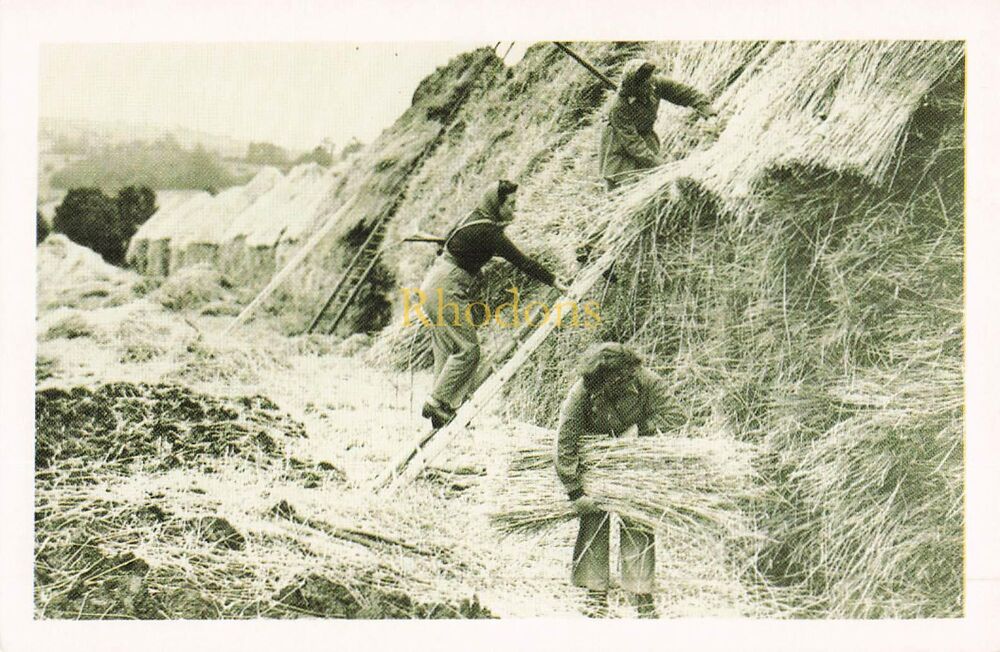 Social History-Land Girls Thatching Corn Ricks Near Cheltenham, 1943-From The Nostalgia Postcard Collectors Club 1990 Set #24