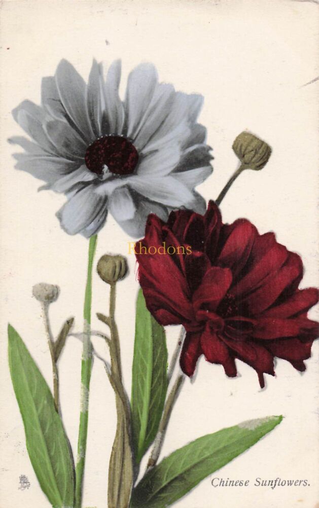Raphel Tuck Postcard-Flowers Series No 6620-Chinese Sunflowers-Edwardian Tucks Colour Postcard | Miss GREEN c/o Keddie & Sons Southend-
