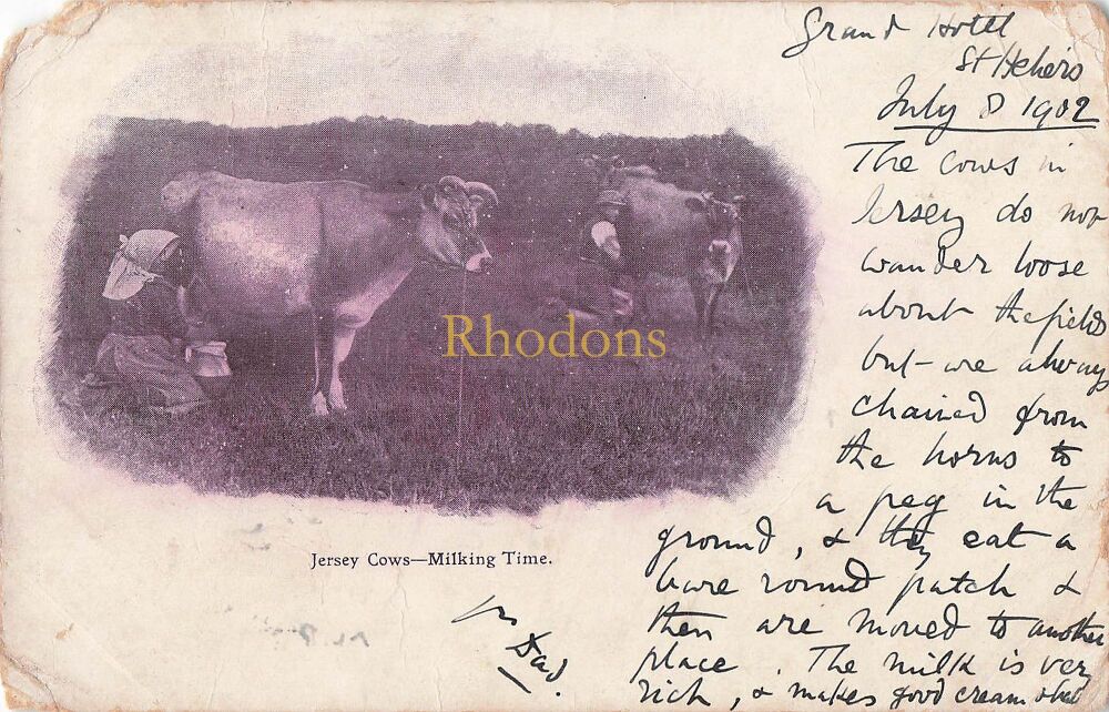 Genealogy Postcard-Miss Grace FILLEUL, All Saints Rectory, Dorchester, Dorset 1902 | Jersey Cows Milking Time UDB PC | Jersey Postmark July 1902