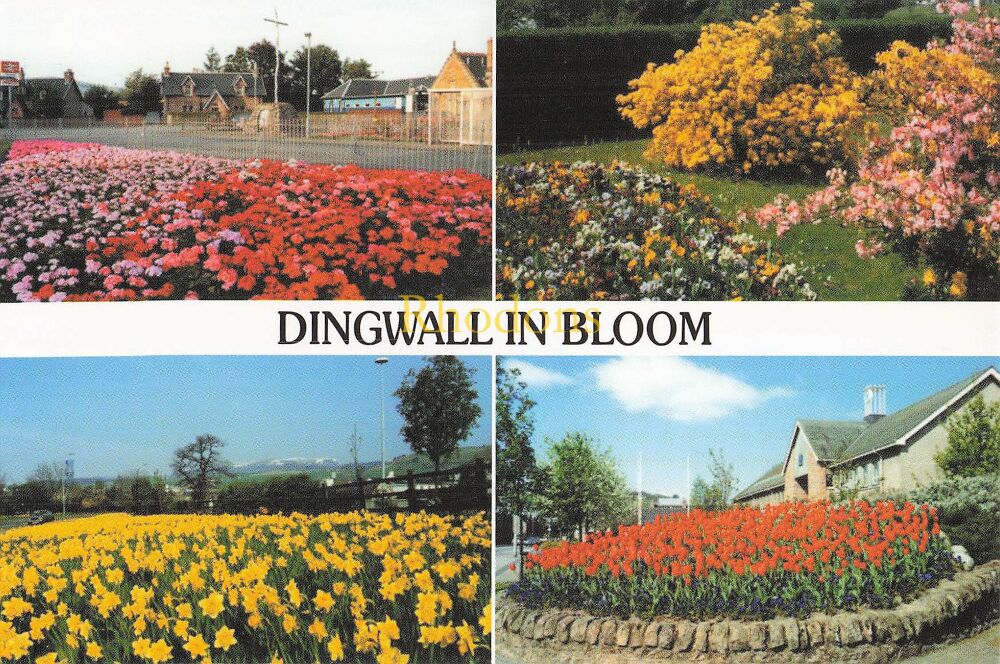 Scotland Postcard-Dingwall In Bloom-Scottish Highlands-Circa 1980s Multiview Colour Photo PC