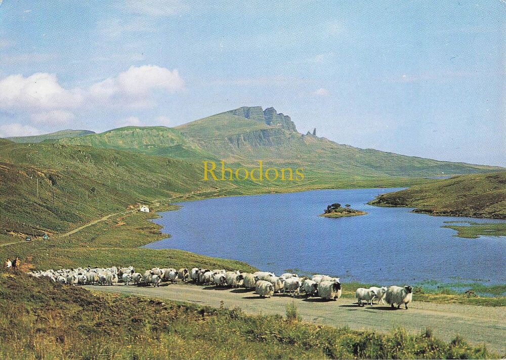 Scotland Postcard-Isle of Skye, Sheep Droving At Loch Fada-Circa 1980s J Arthur Dixon Colour Photo PC