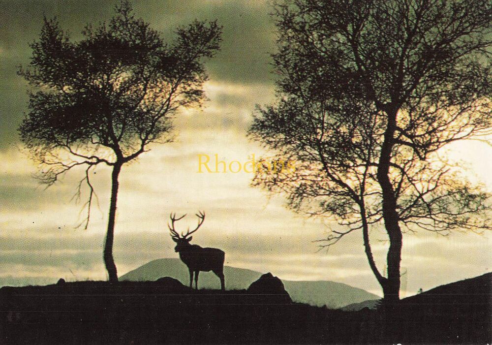 Scotland Postcard-Inverness-Shire-Lone Stag At Highland Wildlife Park, Kincraig, Kingussie-Bramar Films Ltd Colour Photo PC