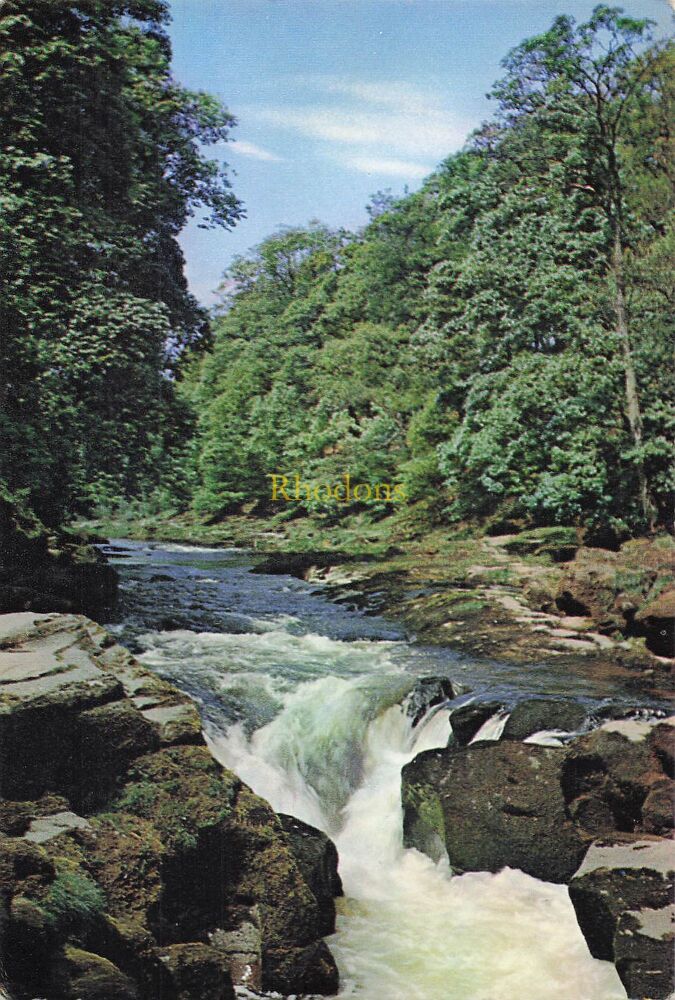 Yorkshire Postcard-The Strid, Yorks-J Arthur Dixon Natural Colour Photo PC