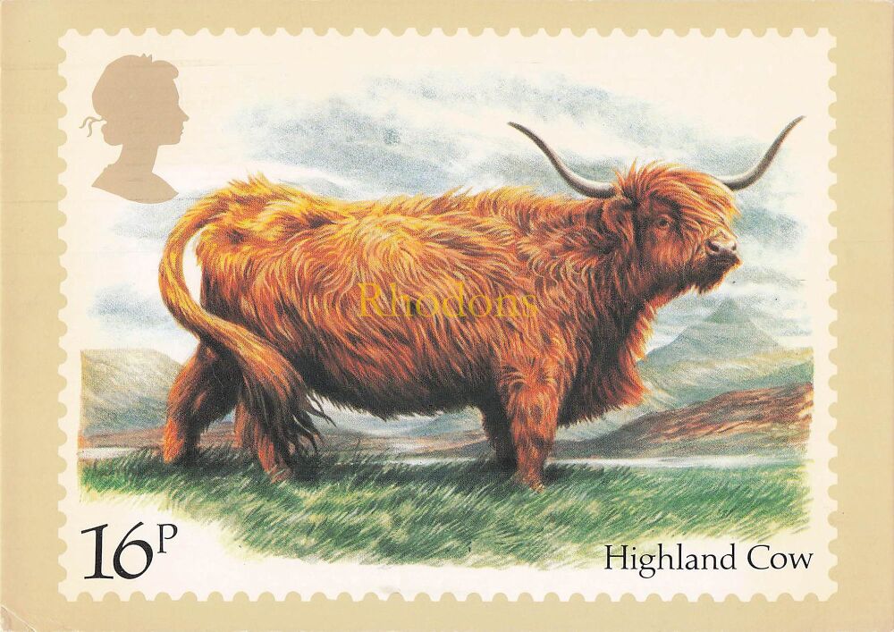 Post Office Picture Postcard-Cattle-Highland Cow-16p Stamp-Series PHQ 73 (a) 3/84