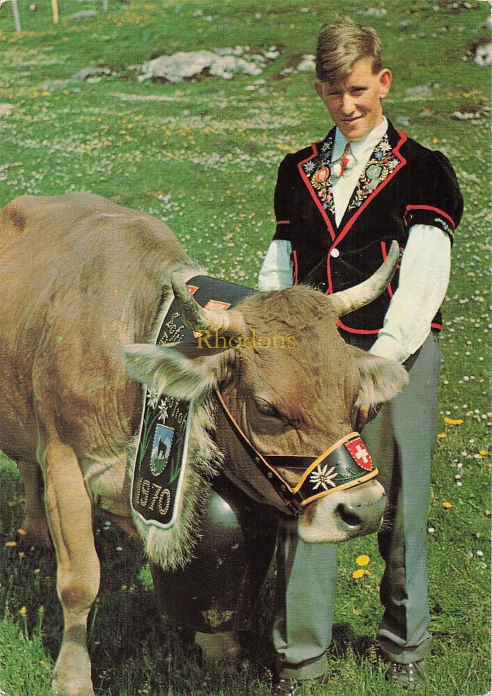 Switzerland Postcard-Swiss Alpine Costume and Prize Cow With Large Bell-Circa 1970s Colour Photo View PC