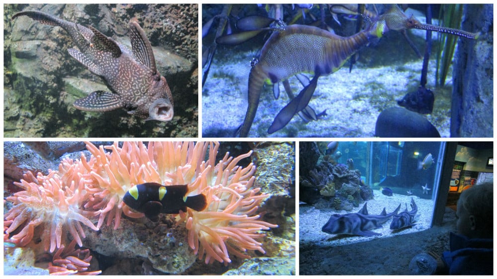 Blog fotor created sealife 1