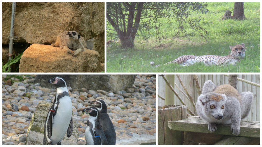 fotor marwell animals