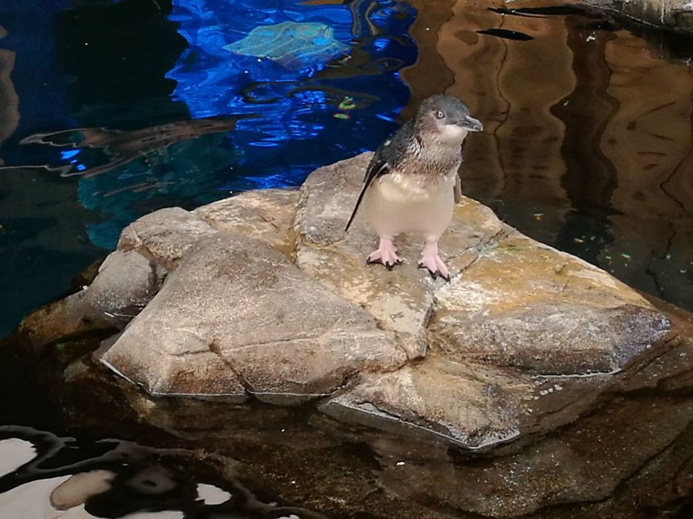 weymouth sealife june 8